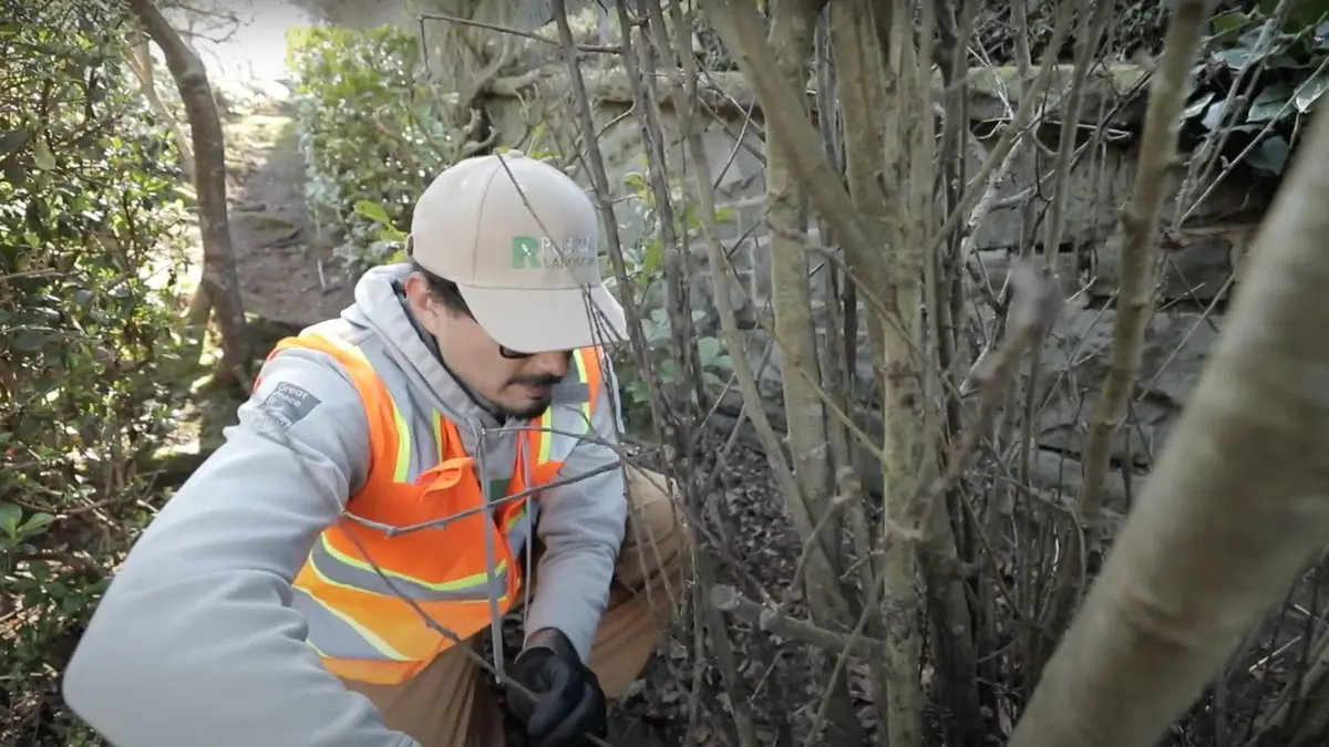 Rubicon crew member caring for shrubs in a public planting bed