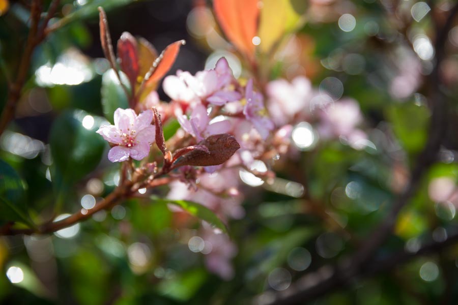 Flowering shrub in a healthy planting bed