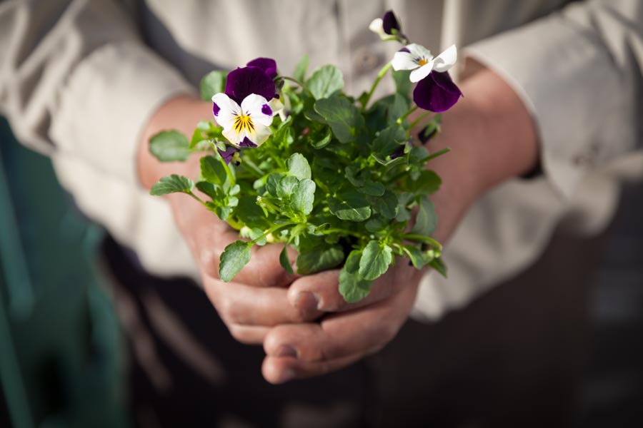Rubicon crew member holding a flowering plant ready for planting