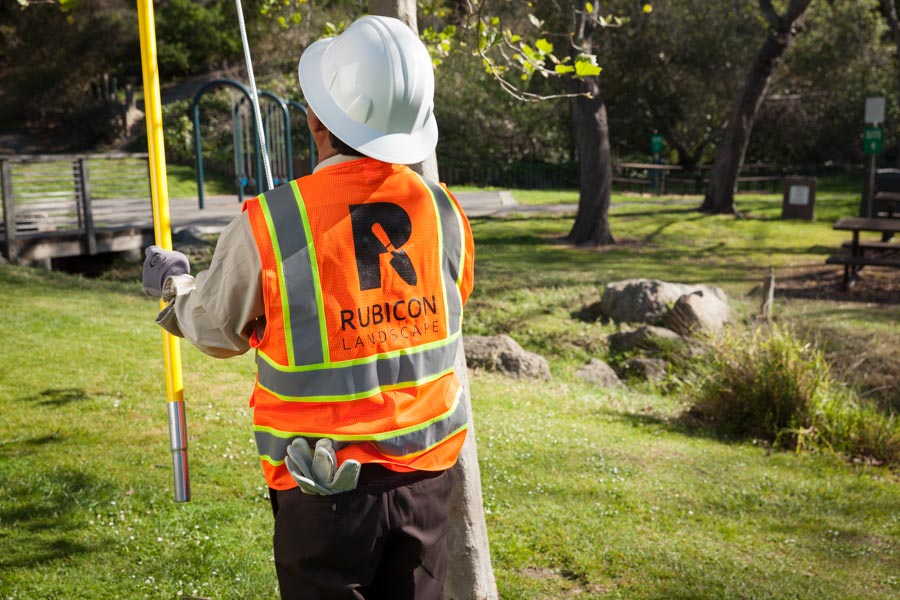 Rubicon crew member in a hard hat pruning trees in a public park