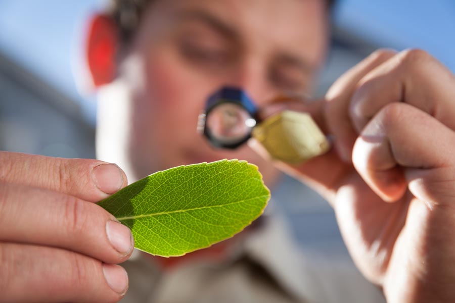 Rubicon crew member inspecting a leaf with a hand lens for signs of pests