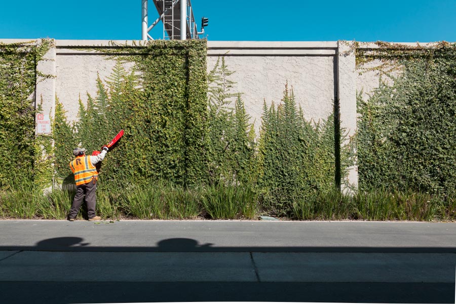 Rubicon crew member trimming a vine-covered wall along a city street