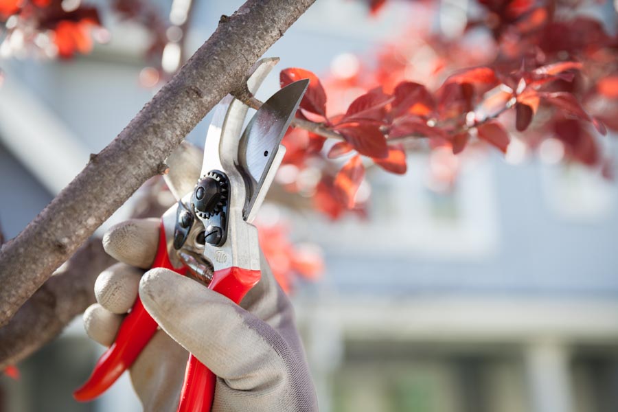 Hand pruners making a clean cut on a branch