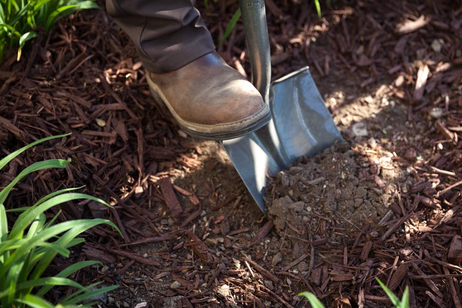 Shovel turning fresh mulch into a planting bed
