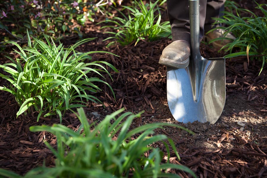 Shovel working new mulch around healthy plants in a bed