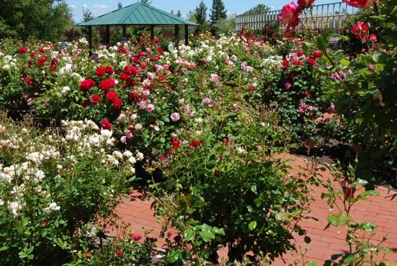 Rose garden in full bloom at the VA hospital in Palo Alto