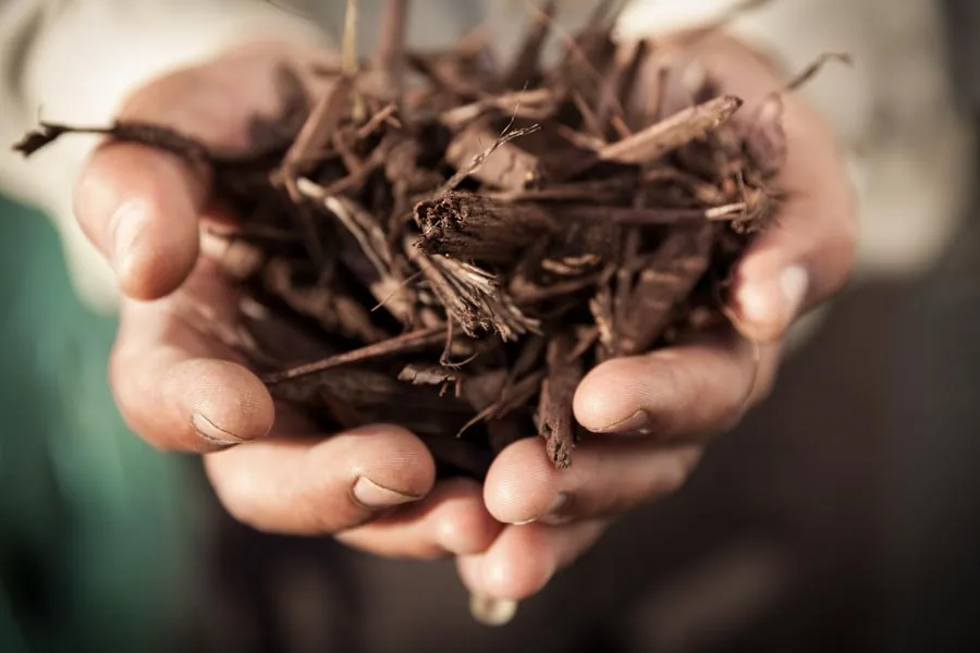 Close-up of a Rubicon crew member's hands spreading mulch in a planting bed
