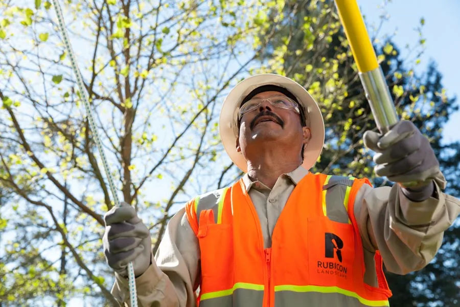 Rubicon crew member pruning a tree with a pole pruner against a blue sky